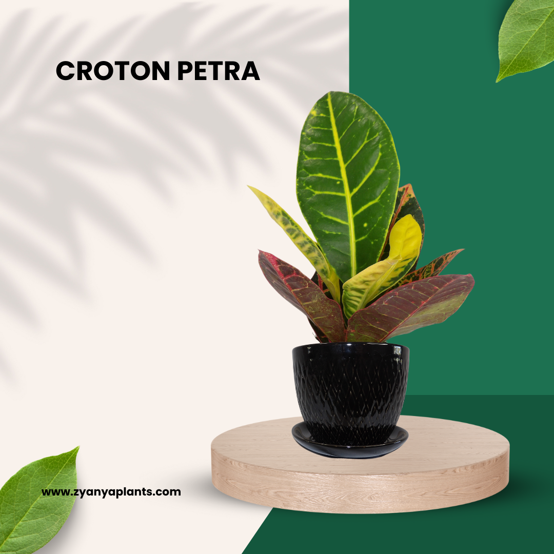 CROTON PETRA PLANT