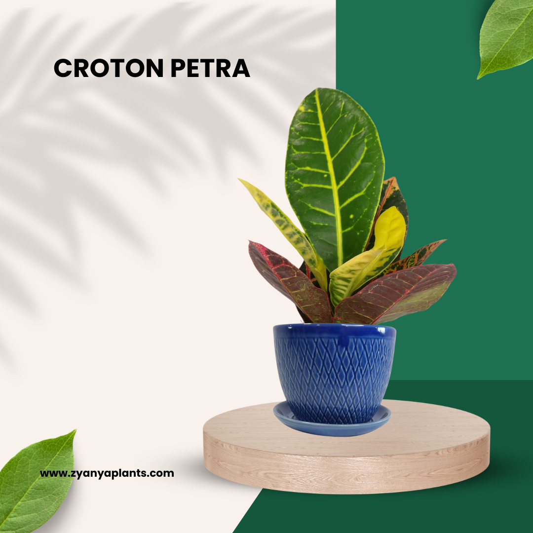 CROTON PETRA PLANT