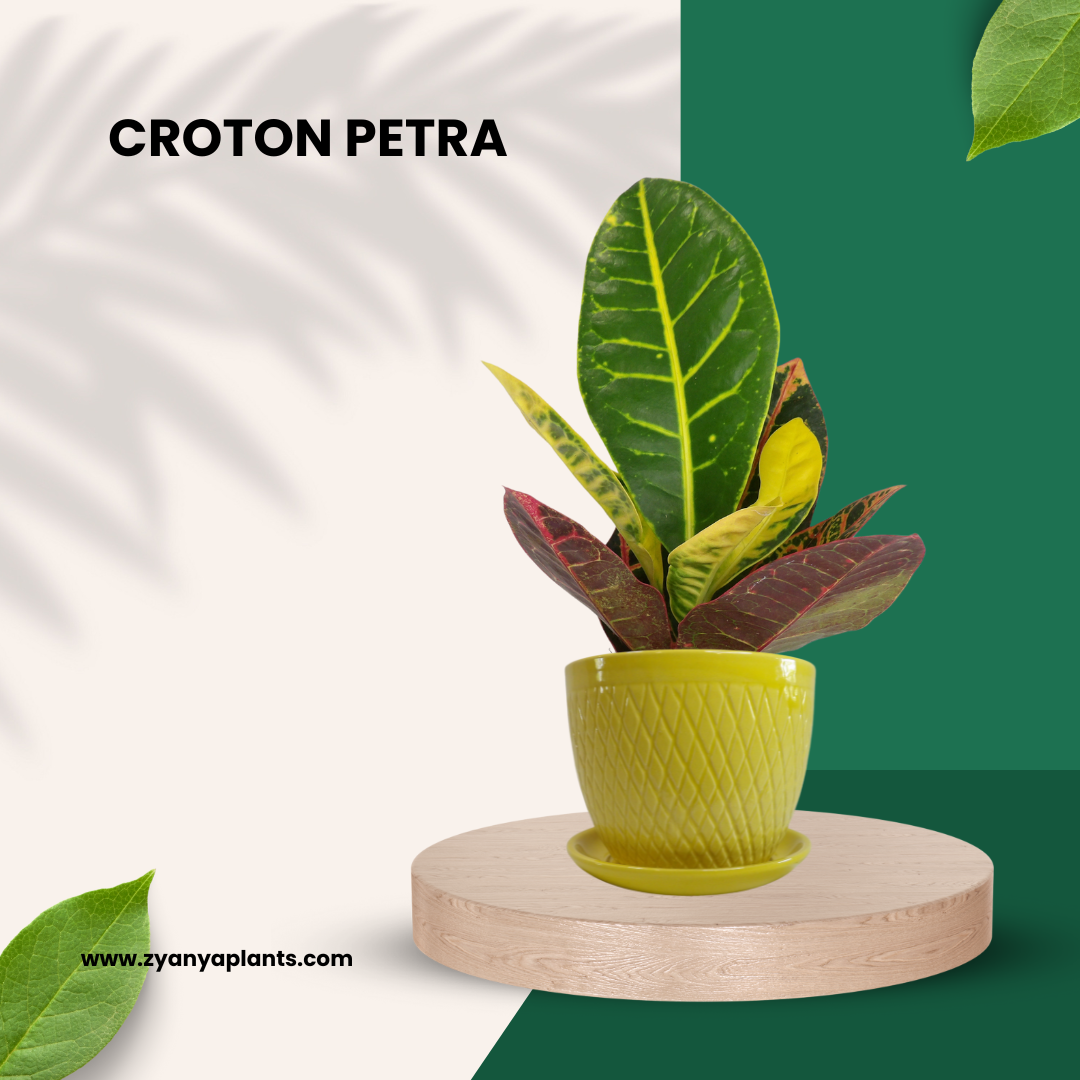 CROTON PETRA PLANT