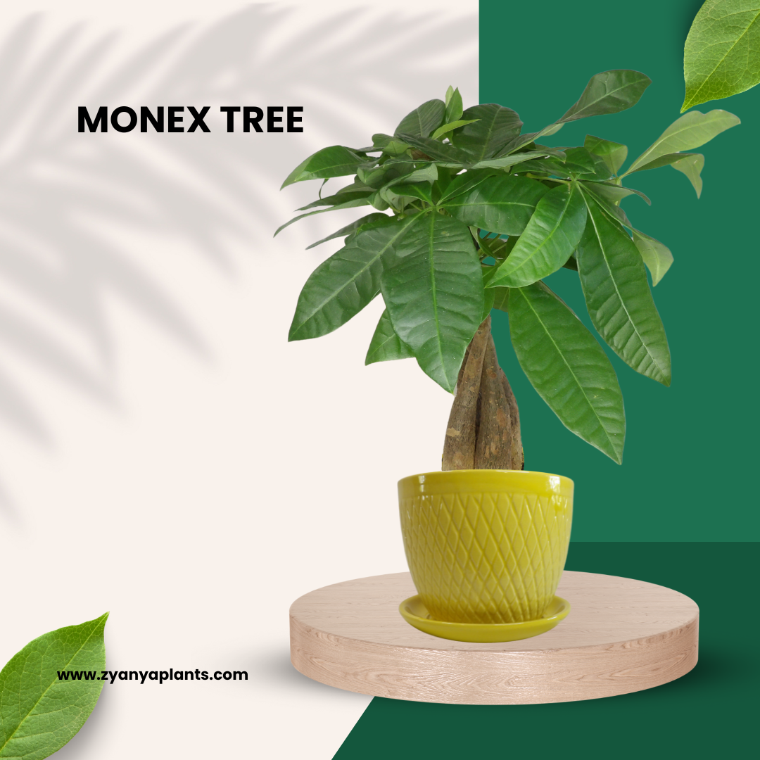 MONEX TREE