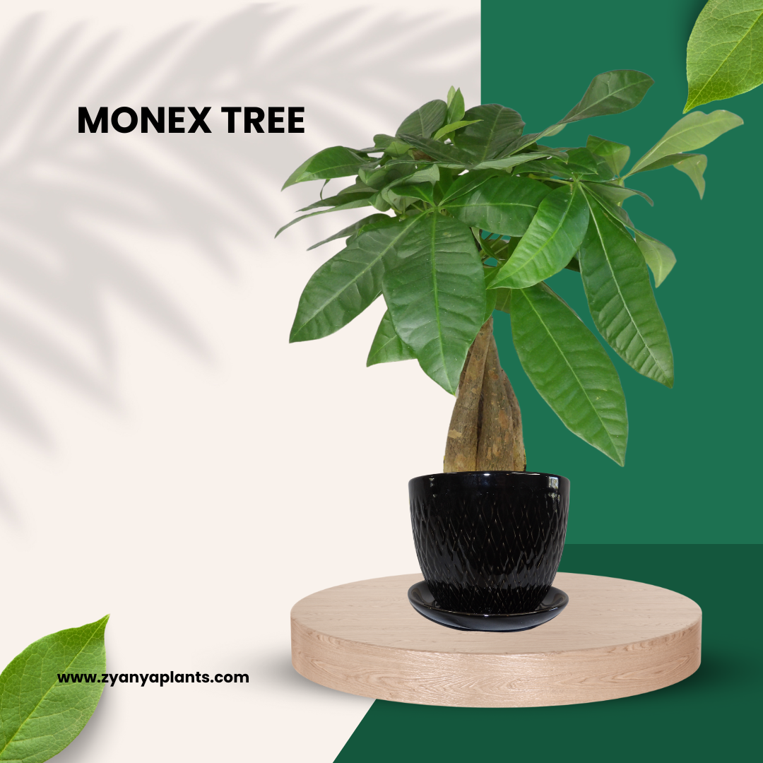 MONEX TREE