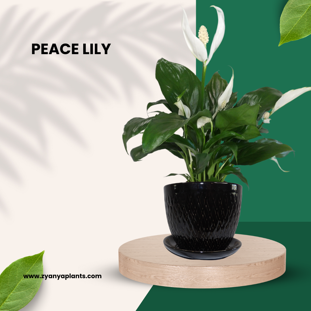 PEACE LILY