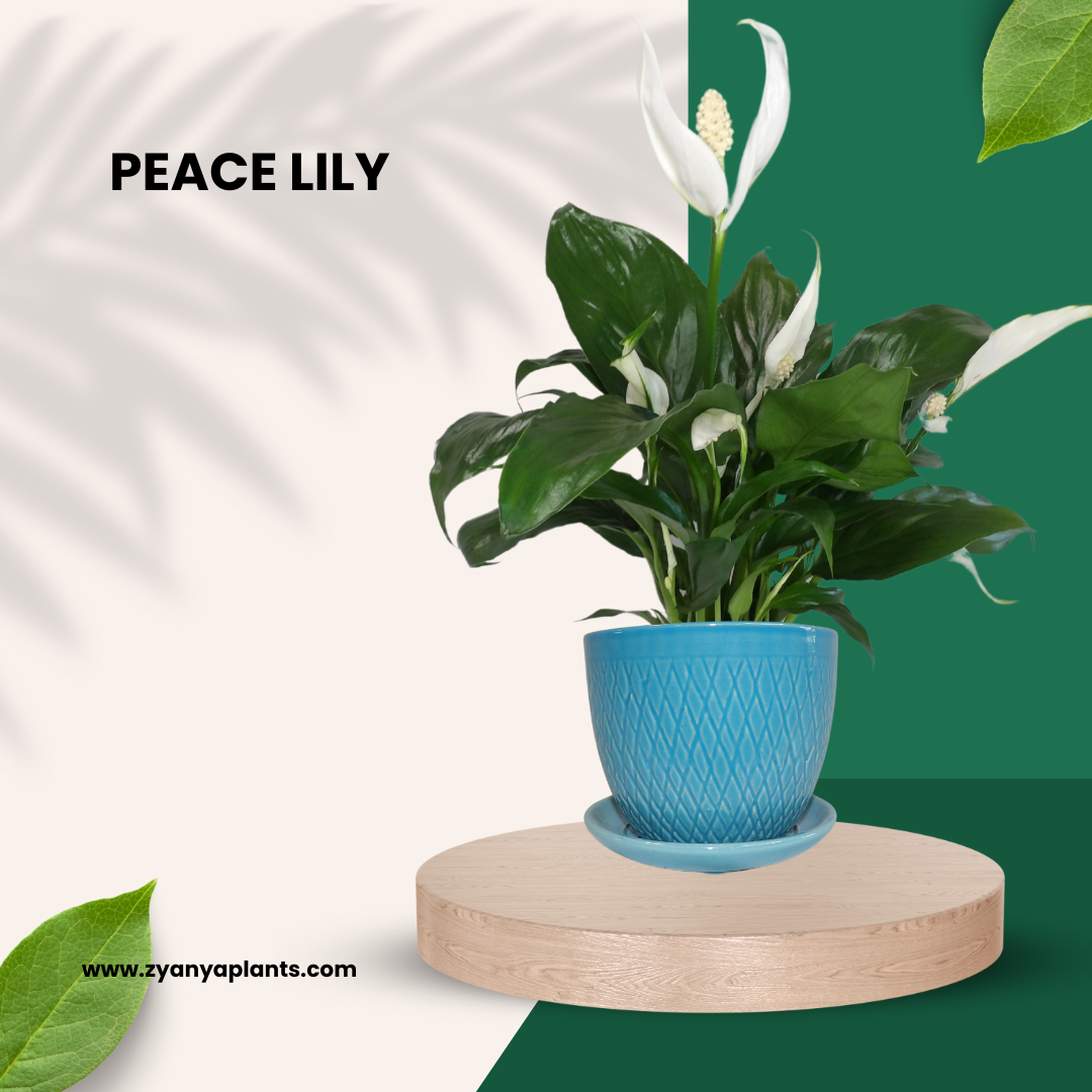 PEACE LILY
