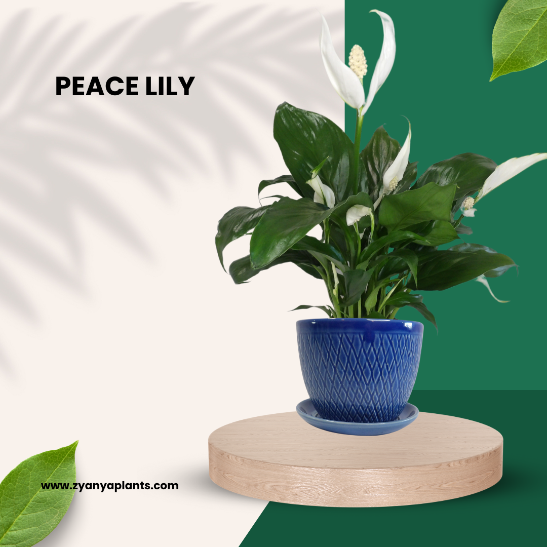PEACE LILY