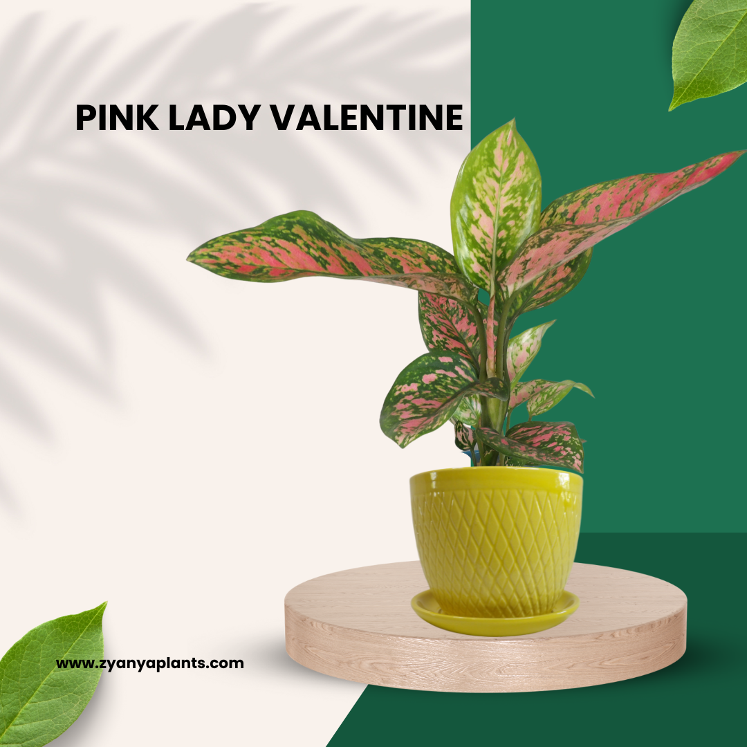 Evergreen Lady Valentine