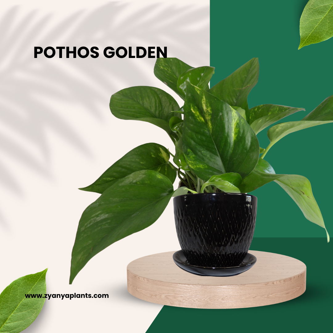 POTHOS GOLDEN