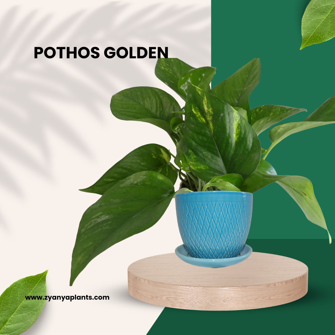 POTHOS GOLDEN
