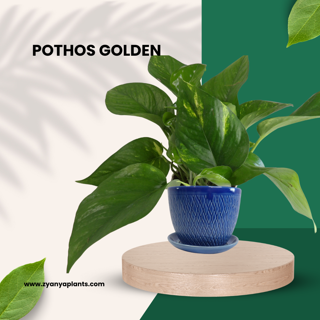 POTHOS GOLDEN