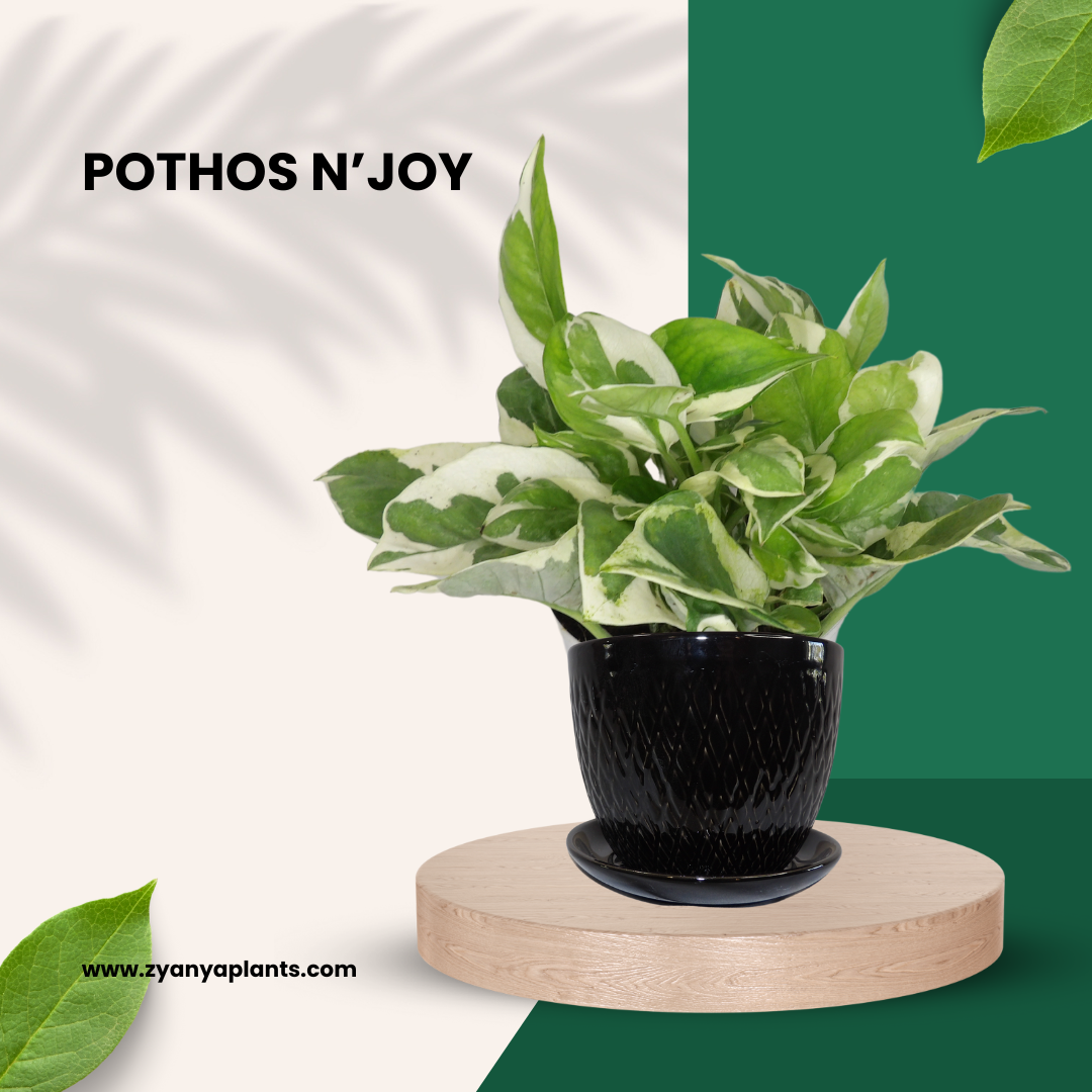 POTHOS N'JOY