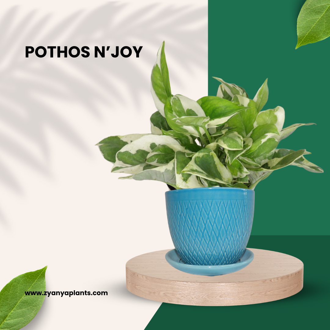 POTHOS N'JOY