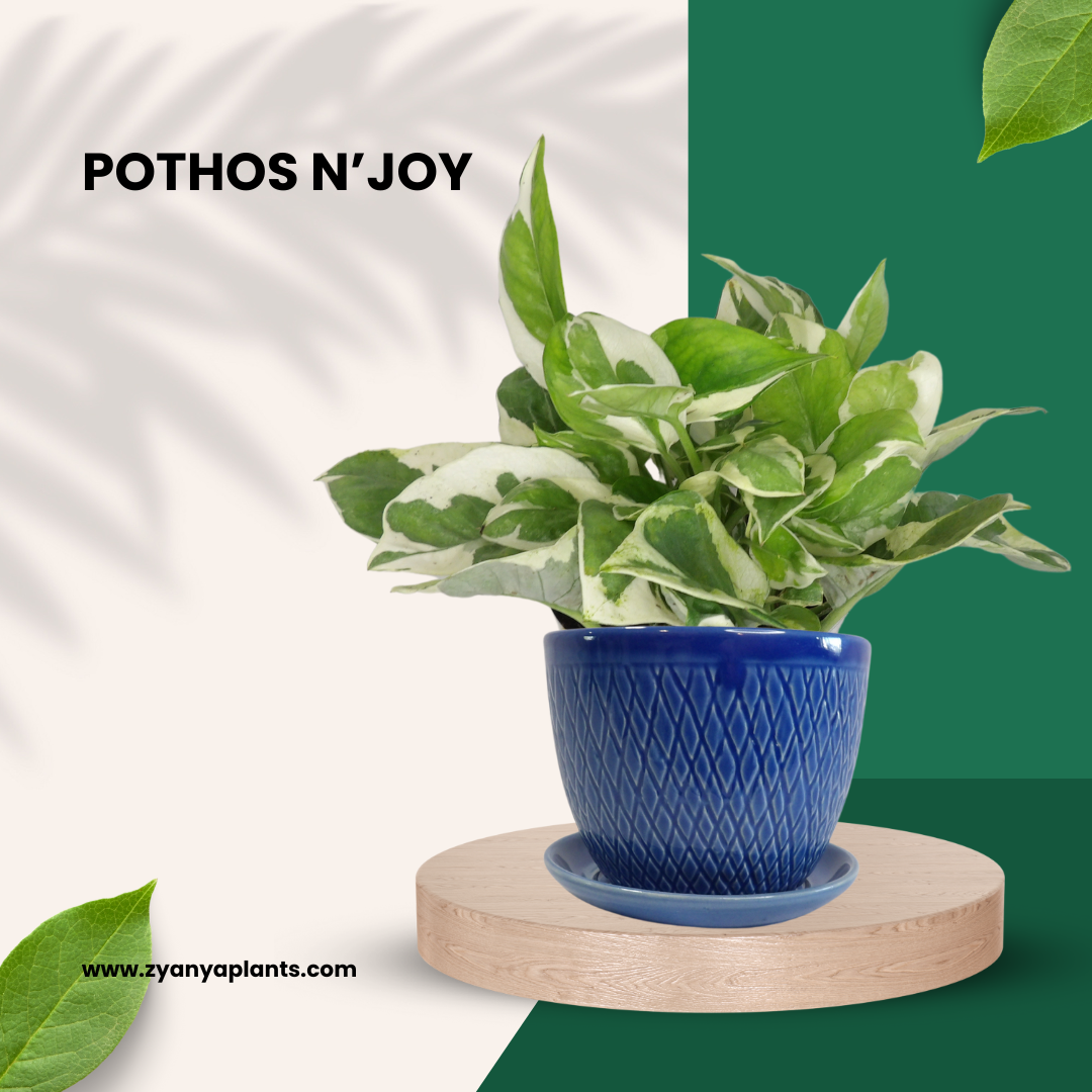 POTHOS N'JOY