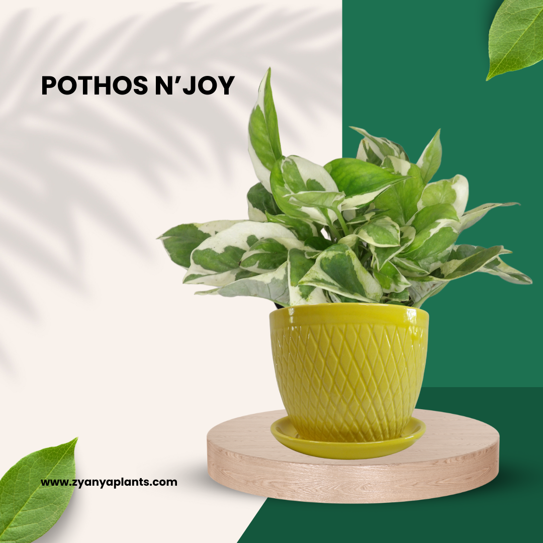 POTHOS N'JOY
