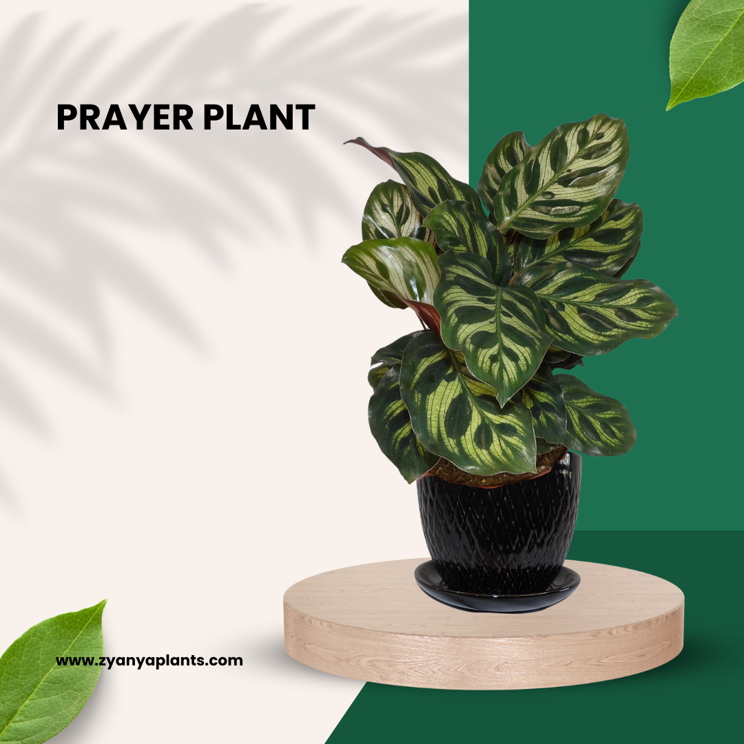 PRAYER PLANT
