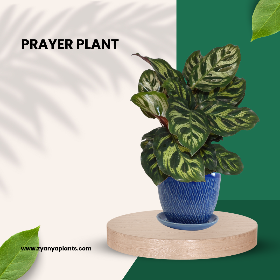 PRAYER PLANT