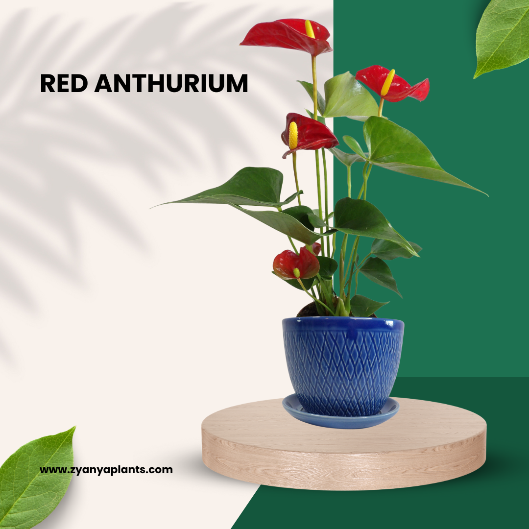 RED ANTHURIUM