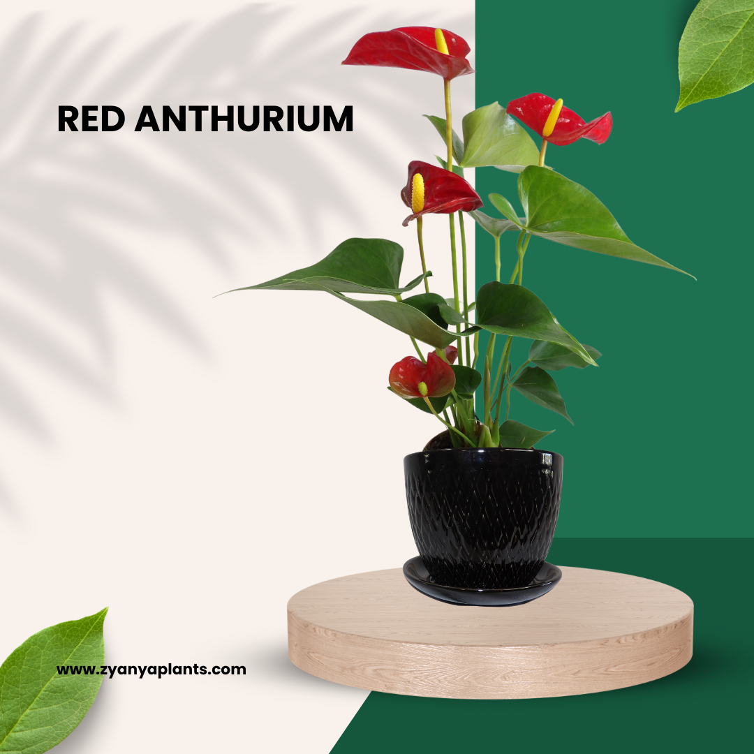 RED ANTHURIUM