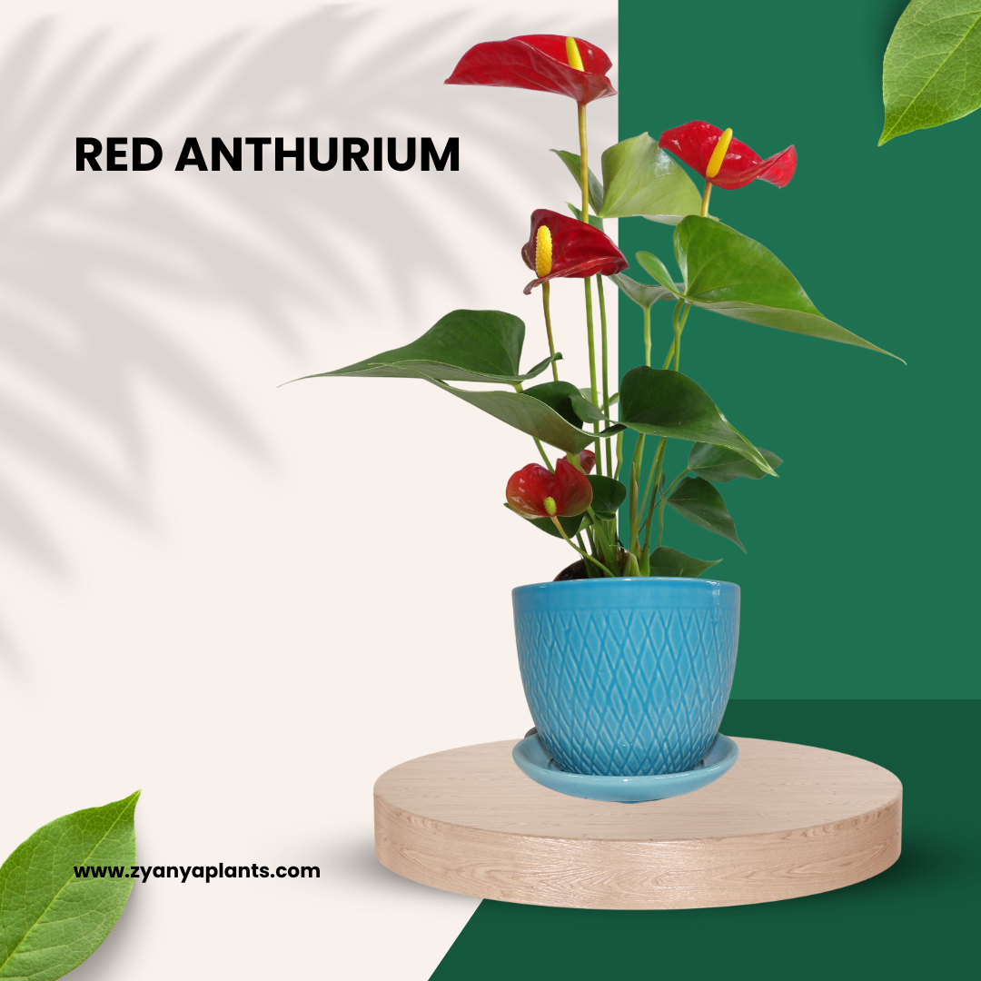 RED ANTHURIUM