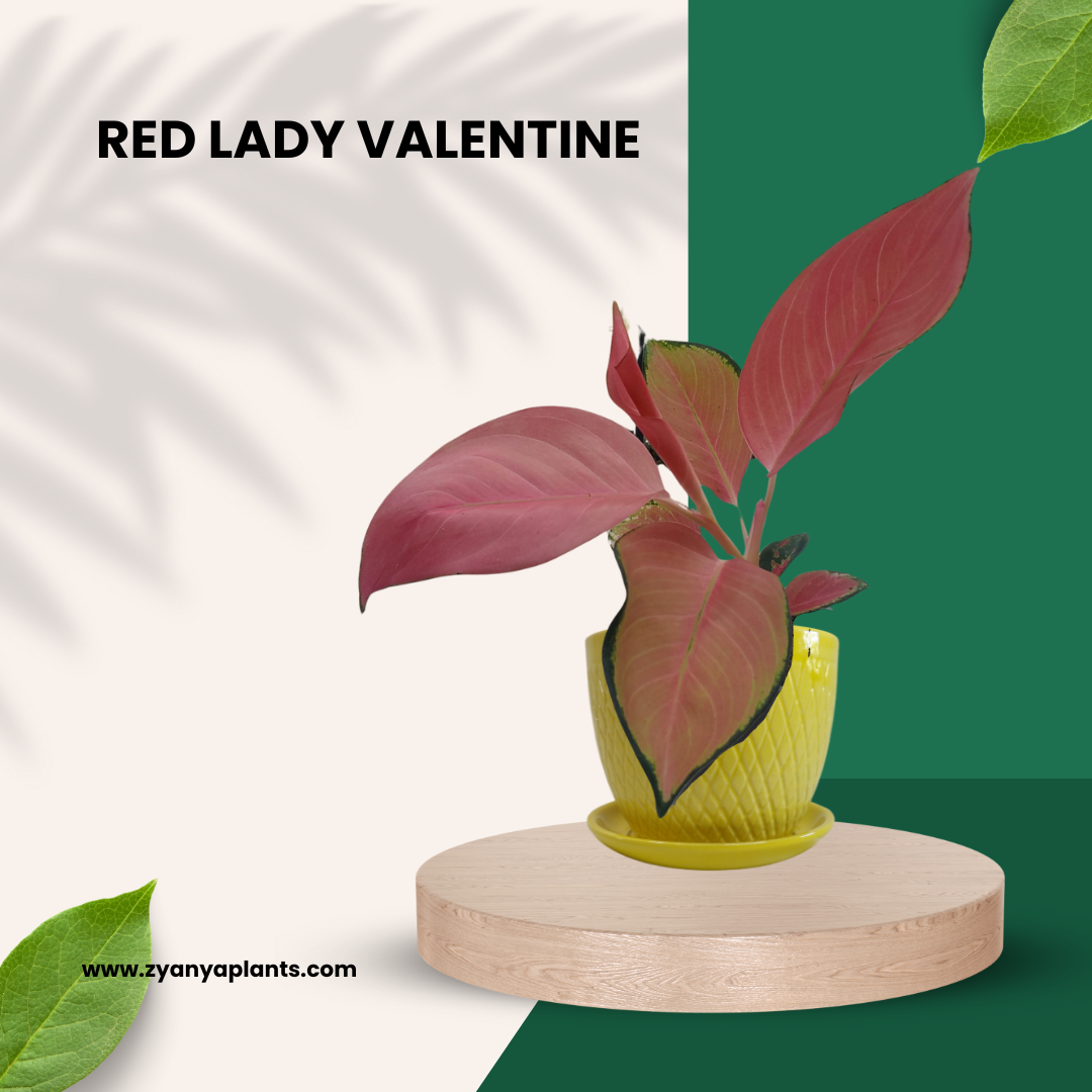 RED LADY VALENTINE
