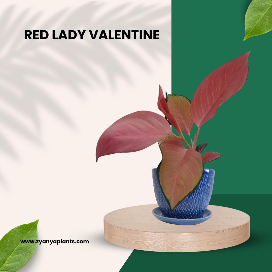 RED LADY VALENTINE