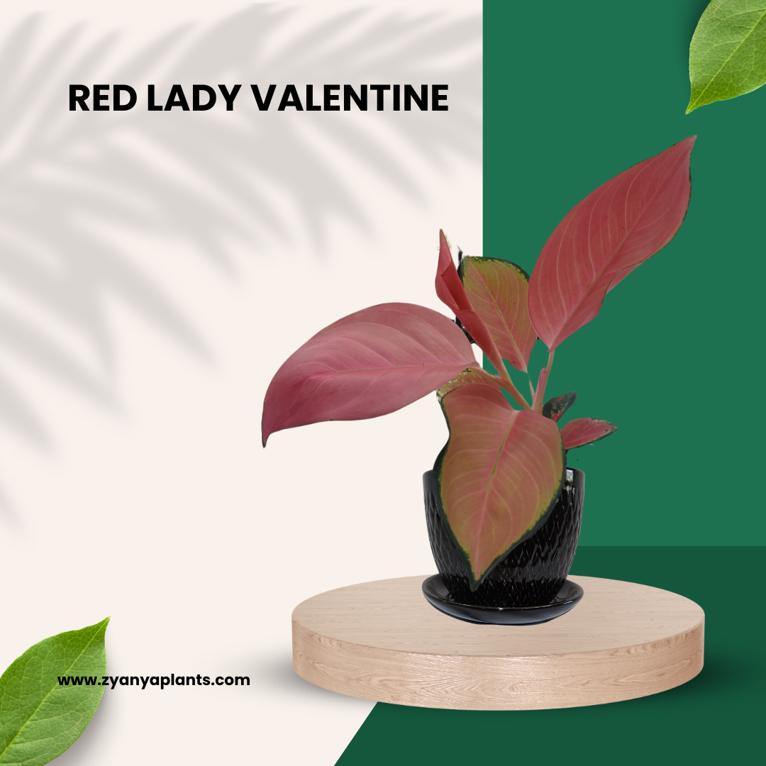RED LADY VALENTINE
